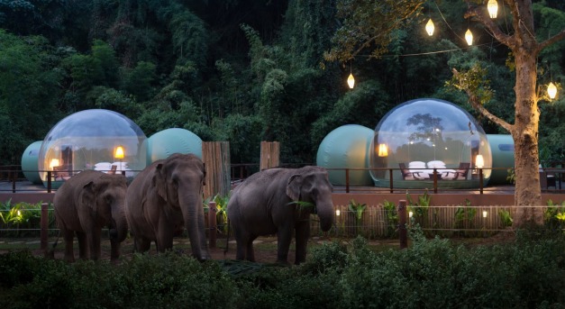 Üvegbuborékban, elefántok társaságában